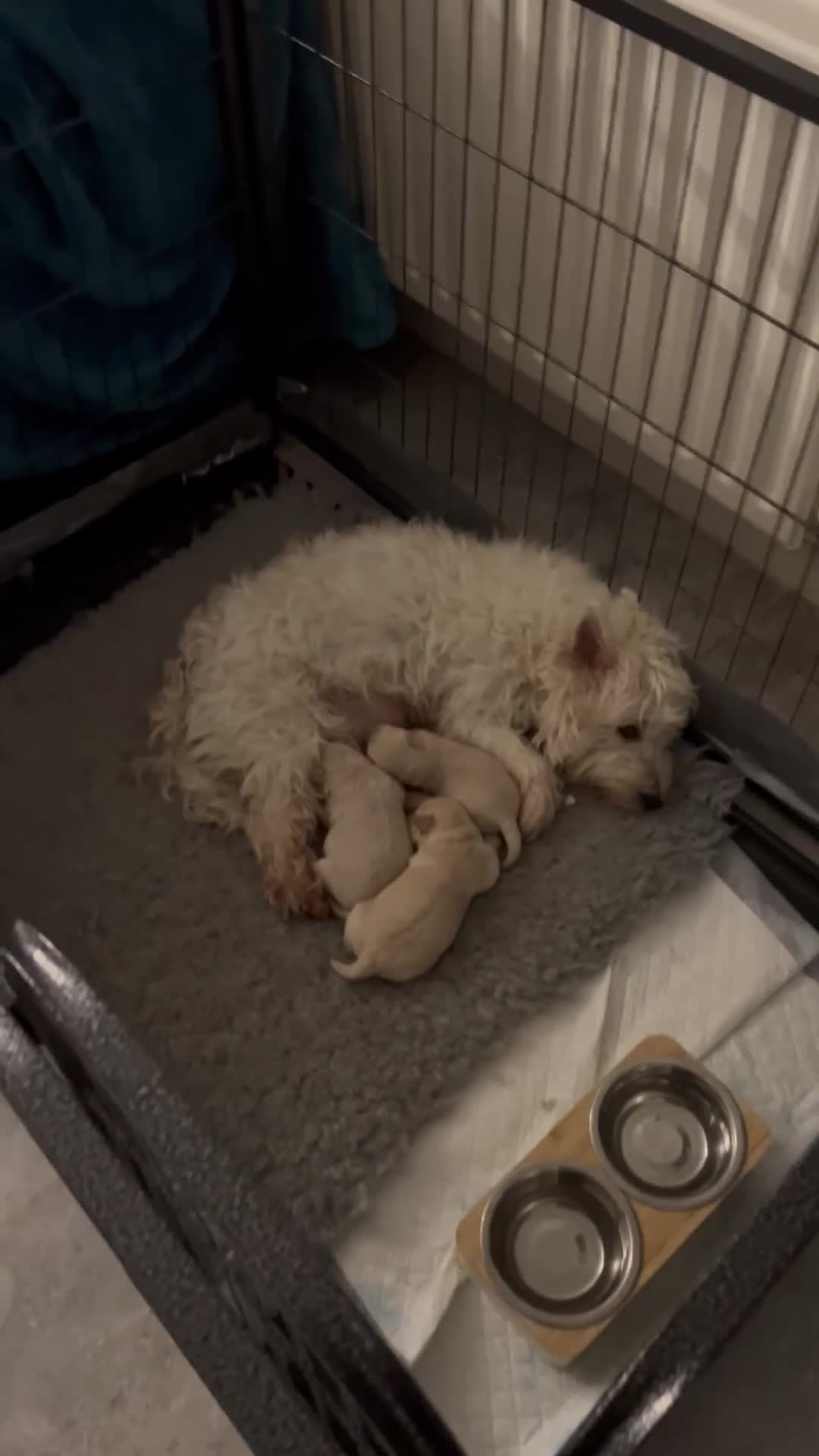 Mixed Breed dogs for sale: Westiepoo pups  - Video 1