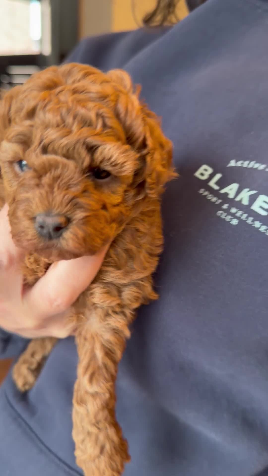 Toy Poodle dogs for sale: Beautiful Red Toy Poodle Puppies -Boy & Girl  - Video 2