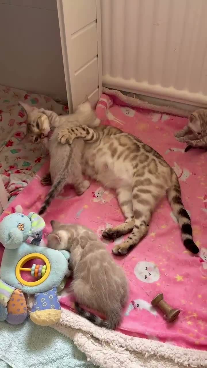 Bengal cats for sale: Out standing TICA reg Bengal Kittens  - Video 1