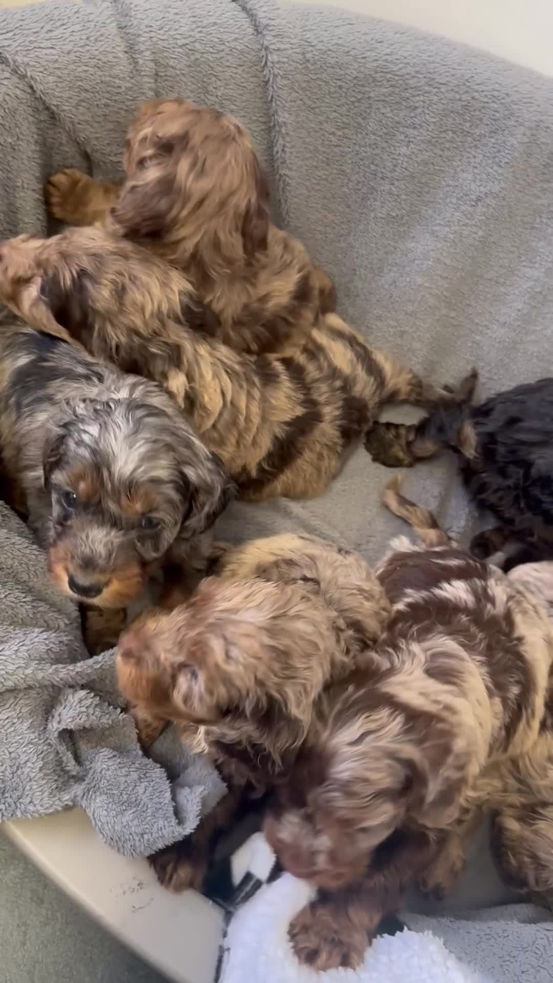 Cockapoo dogs for sale: F1 cockerpoo puppies  - Video 1
