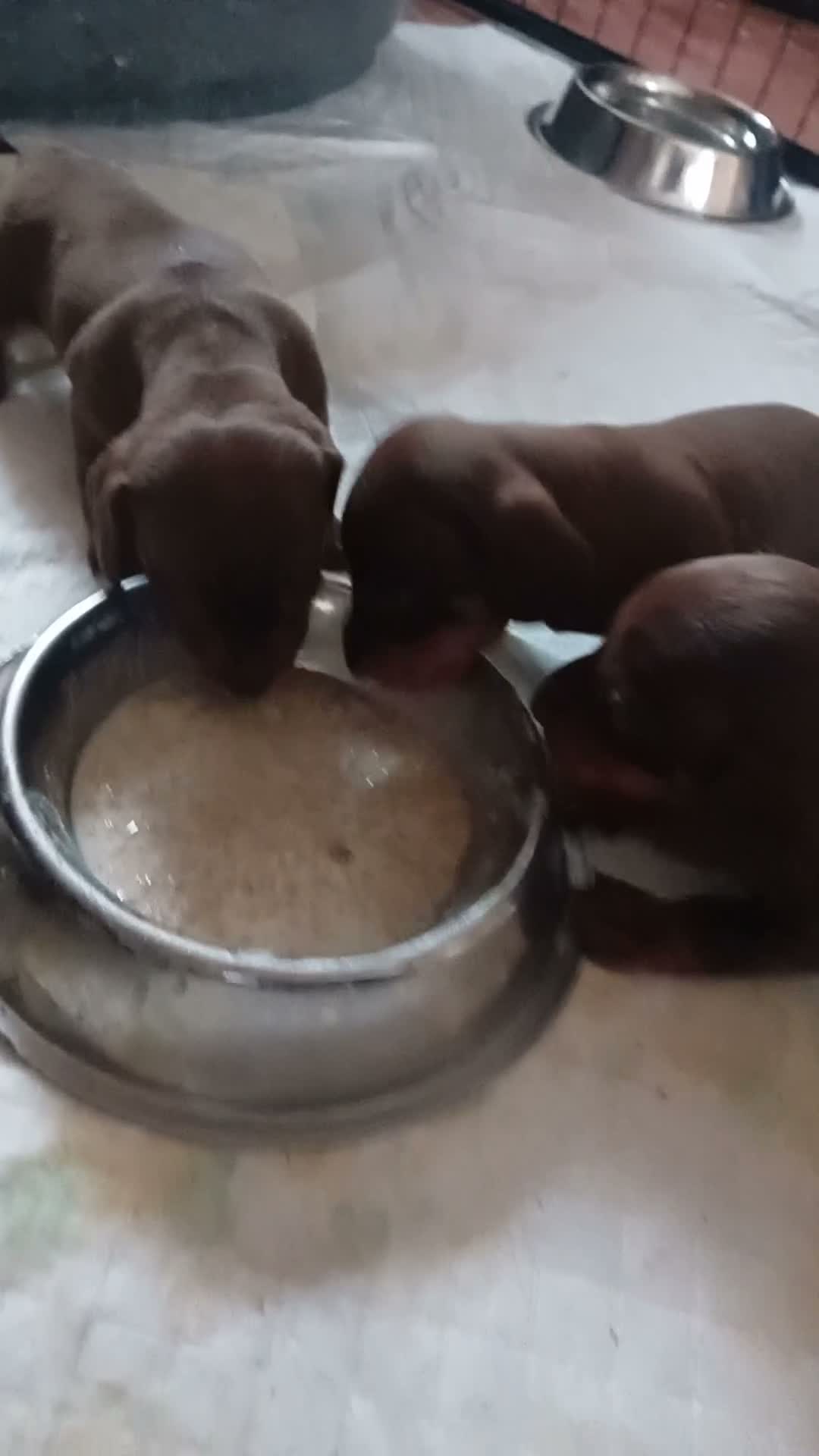 Miniature Dachshund dogs for sale: KC Miniature Dachshund Puppies for sale - Video 3