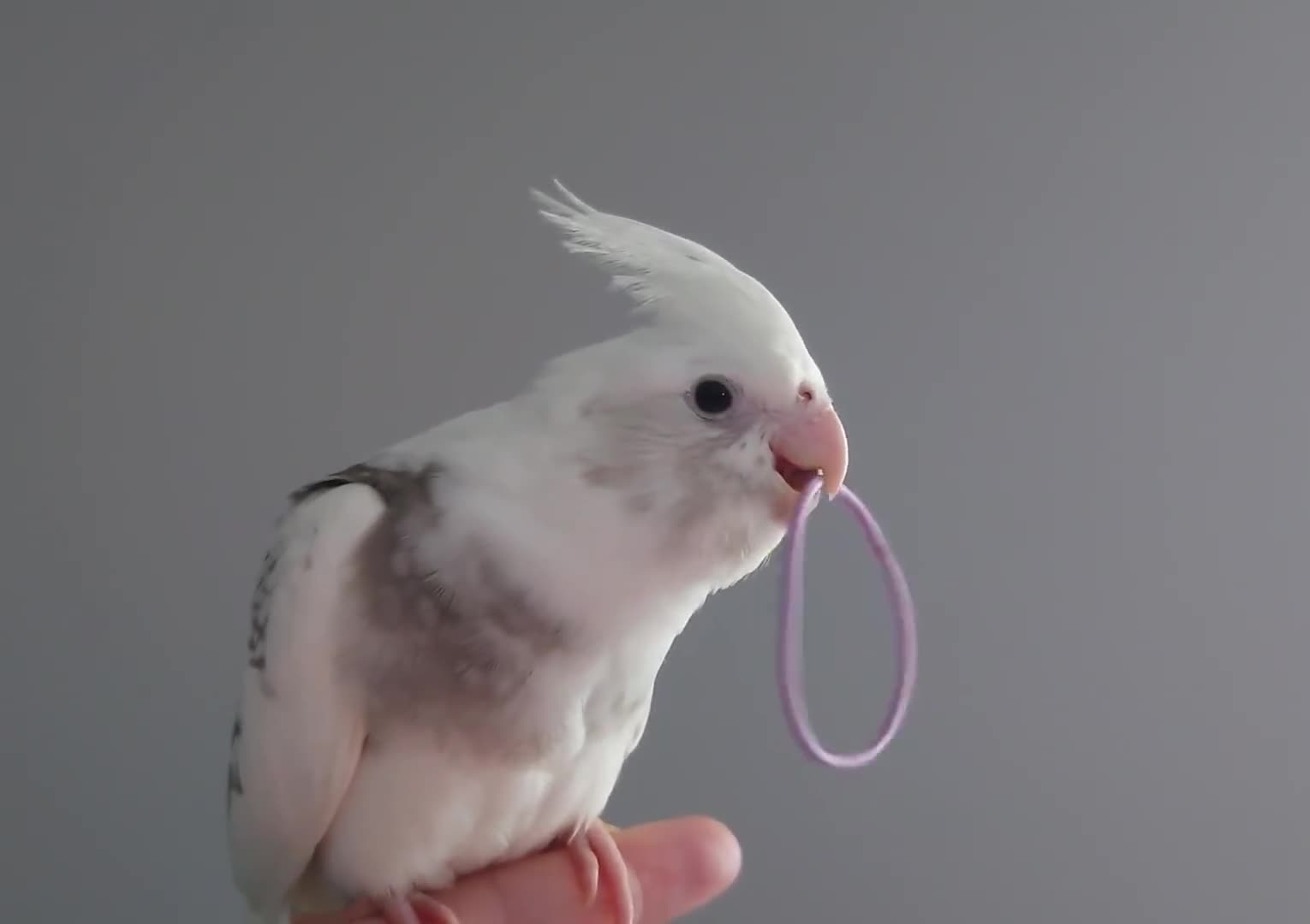 Cockatiels birds for sale: Hand reared silly tame DNA sexed baby cockatiels  - Video 3