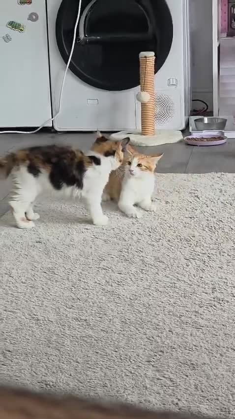 Mixed Breed cats for sale: 2 Beautiful Kittens for sale - Video 1