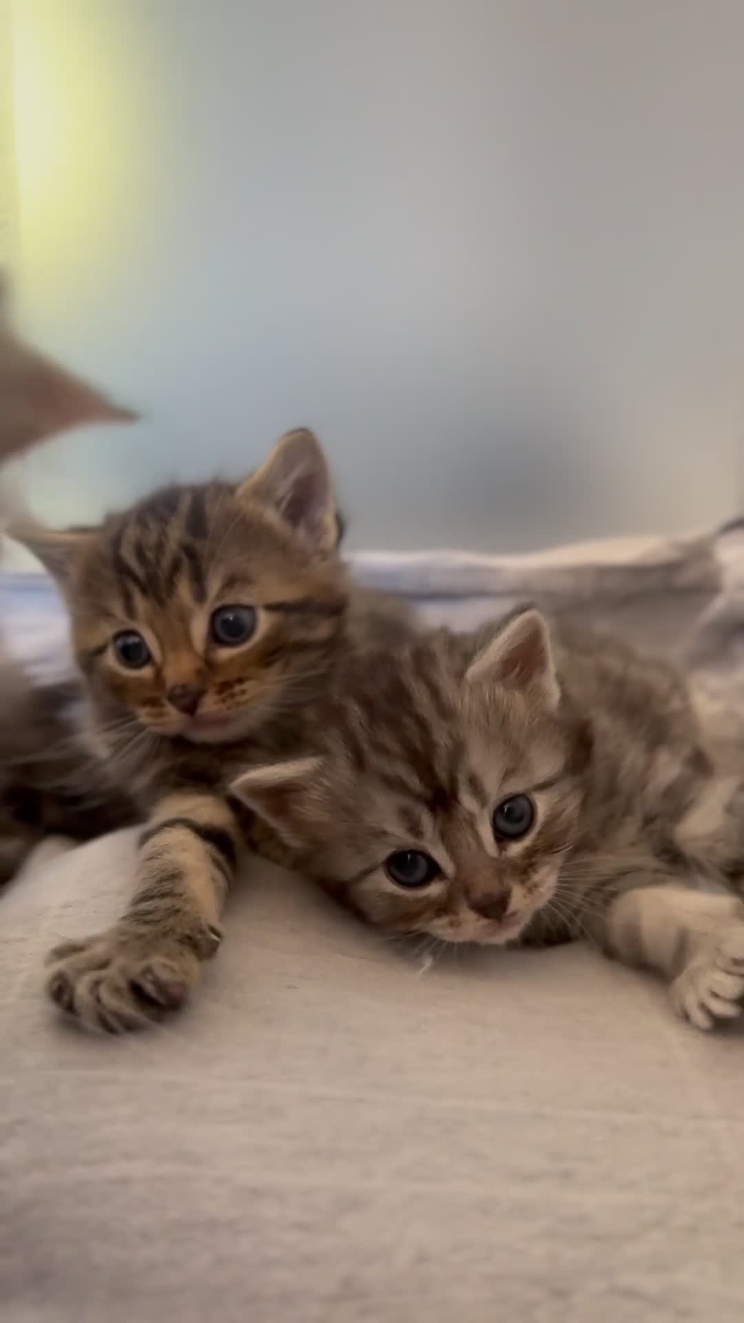 Mixed Breed cats for sale: Exceptional Maine coon cross kittens for sale  - Video 3