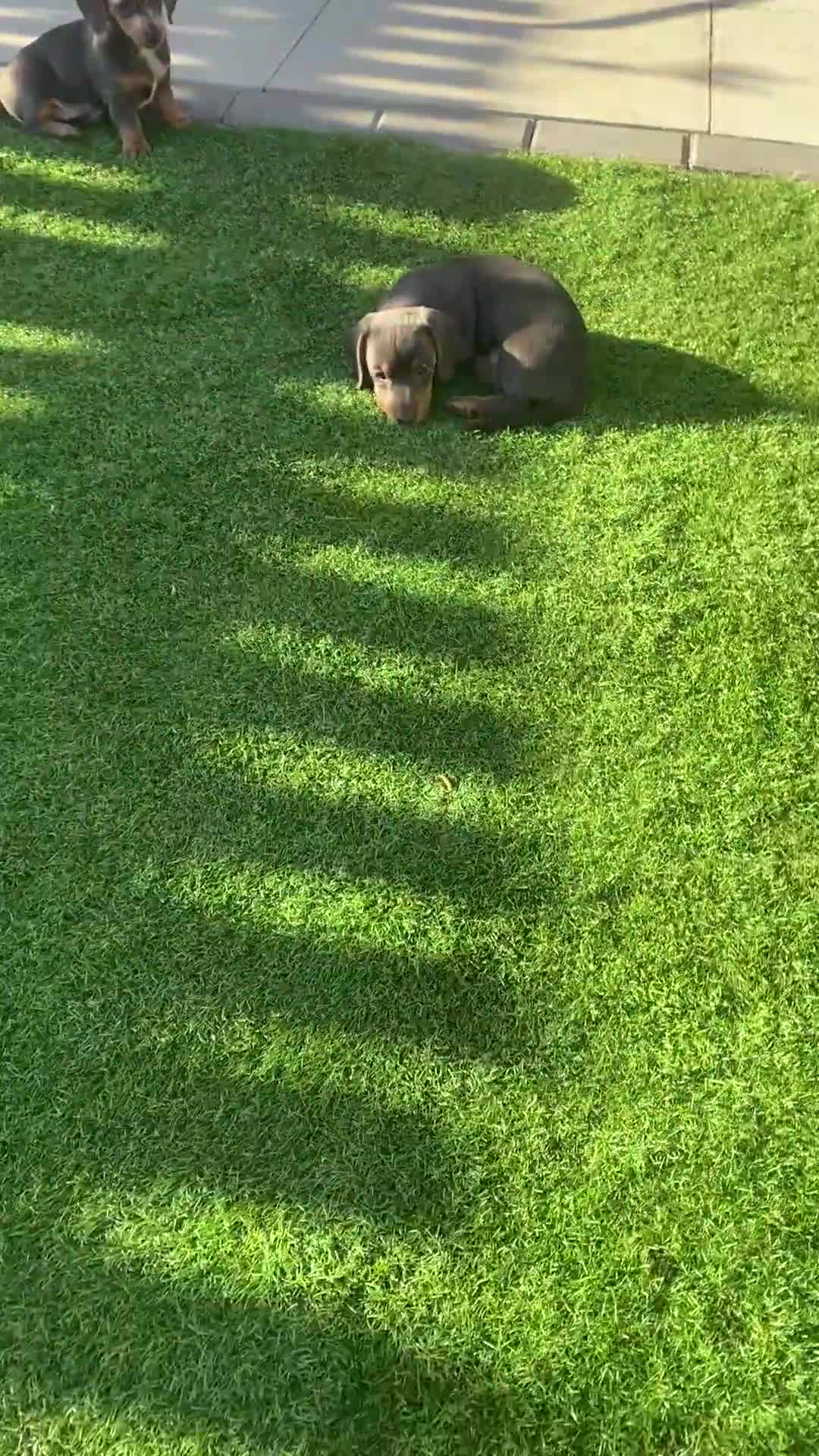 Miniature Dachshund dogs for sale: Miniture dachshund puppies - Video 2