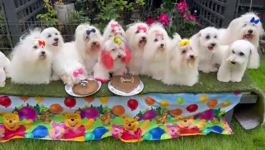 Coton De Tulear dogs for sale: 2 Stunning coton de Tulear girls - Video 1