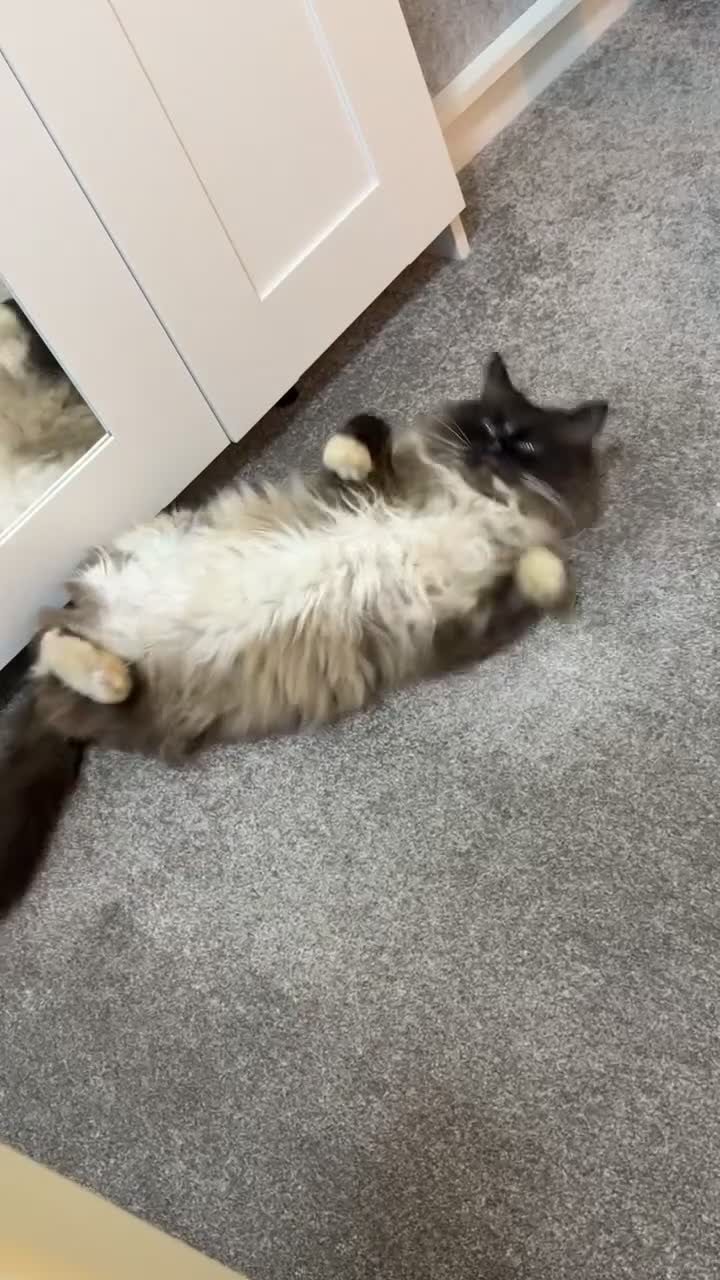 Ragdoll cats for sale: Seal point male ragdoll  - Video 1