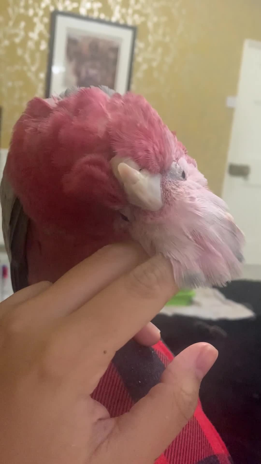 Cockatoo birds for sale: Female galah in Ellesmere - Video 2