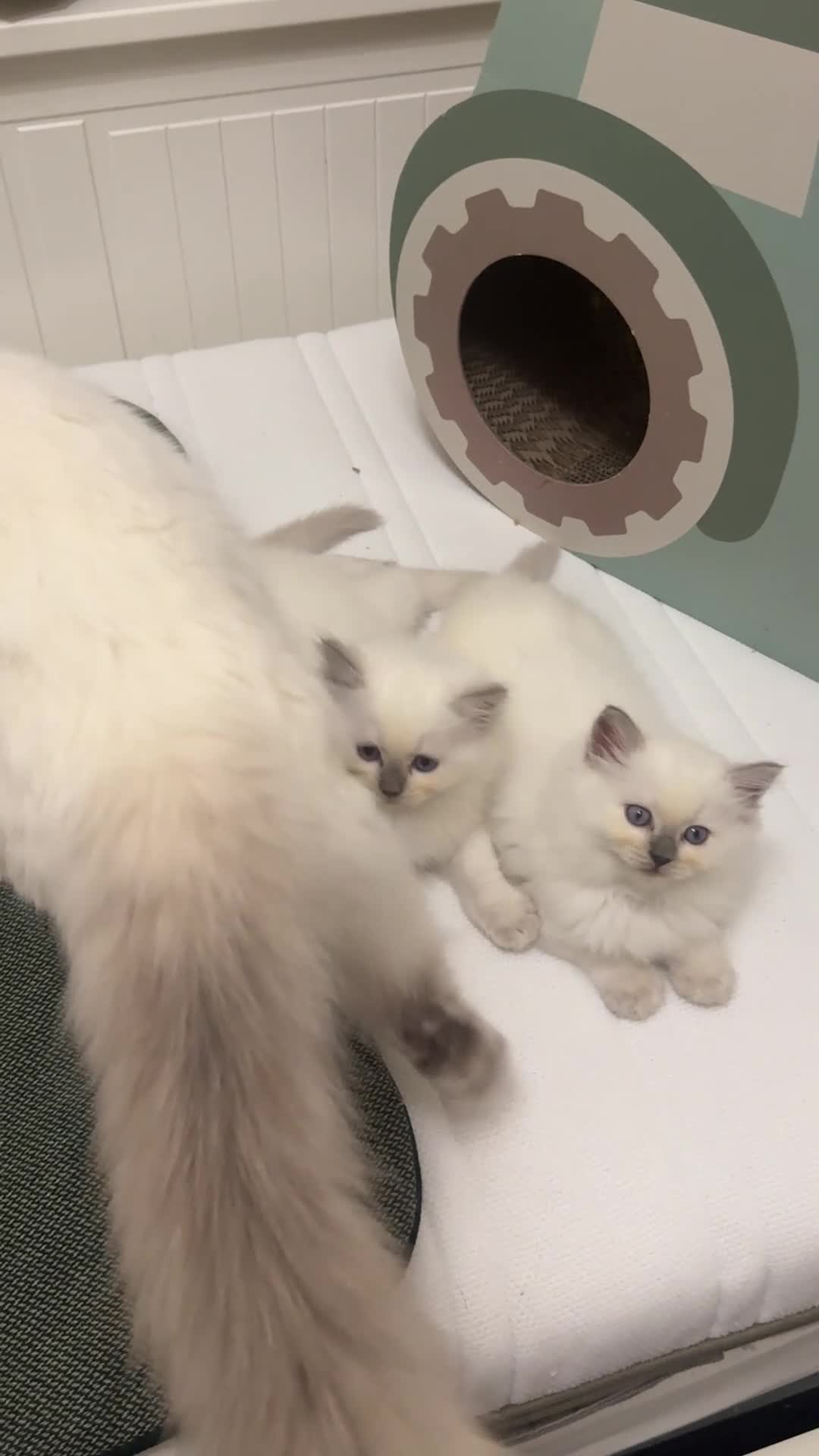 Ragdoll cats for sale: GCCF reg , Rare and milky white Lilac kittens  - Video 2