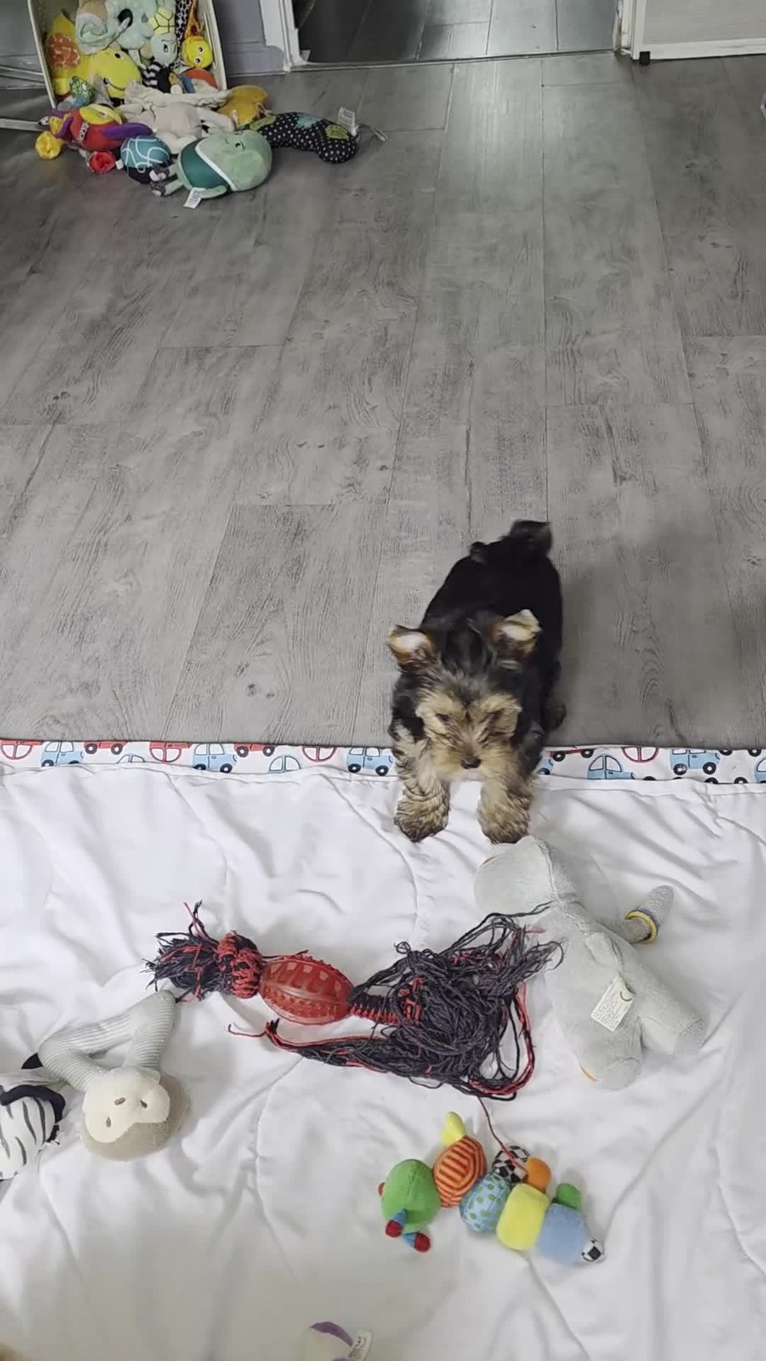 Yorkshire Terrier dogs for sale: Pedigree miniature Yorkshire terriers puppies  - Video 3
