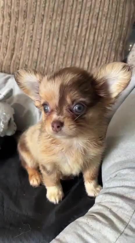 Chihuahua dogs for sale: Chihuahua puppies Russian ancesry with apple head  - Video 4