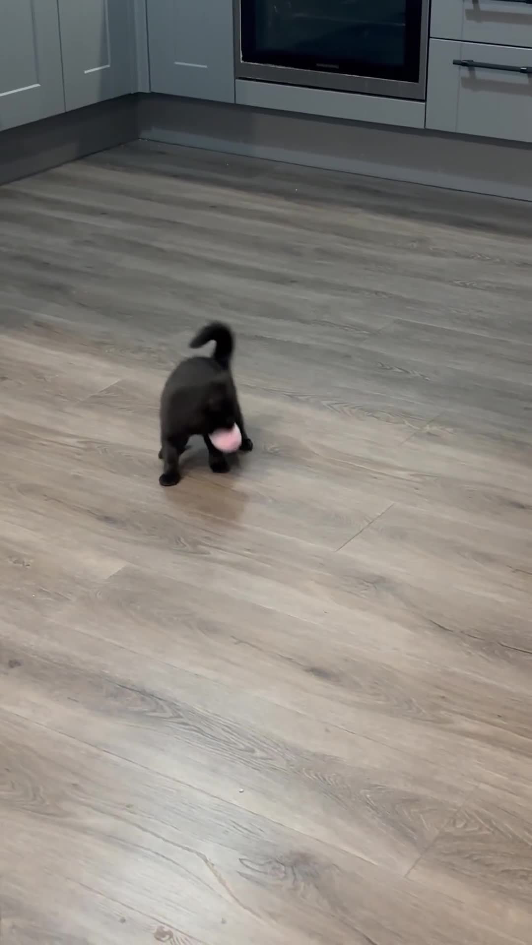 British Shorthair cats for sale: Only 2 rare Black British Shorthair kittens left  - Video 4