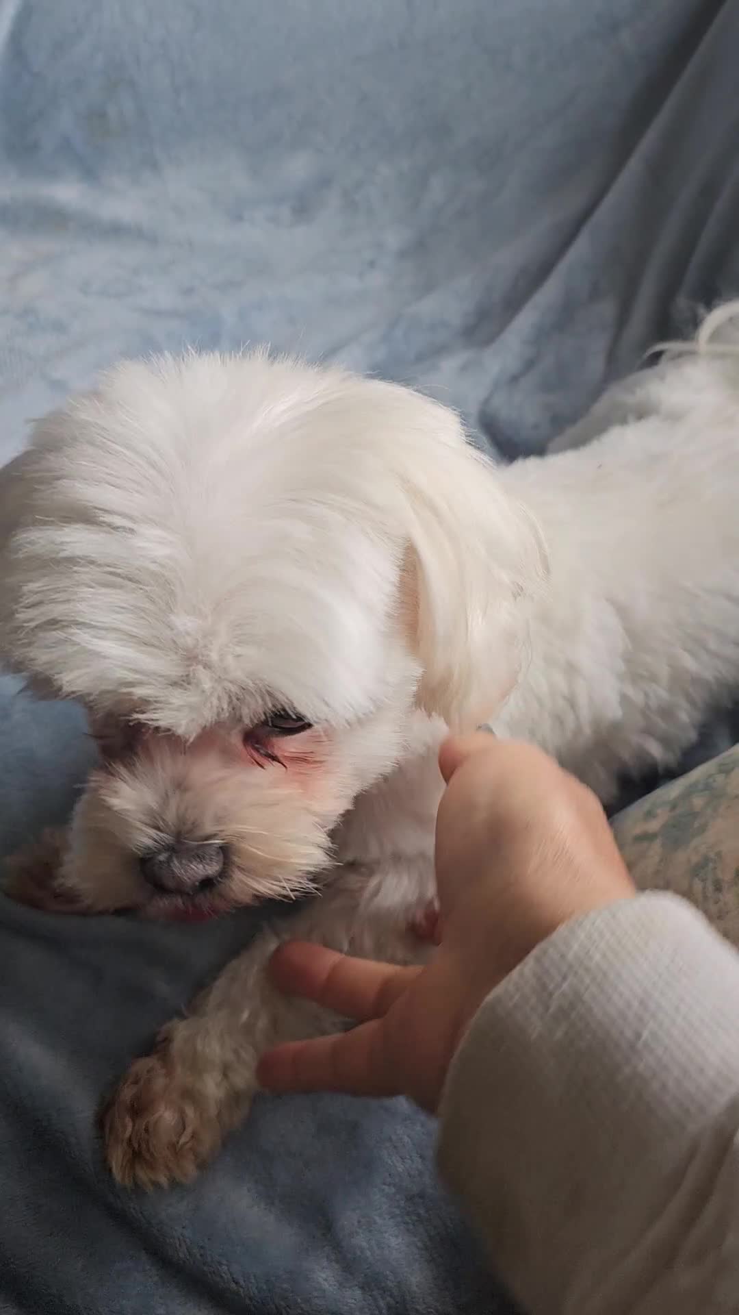 Maltese dogs for sale: Pinalapi girl - Video 1