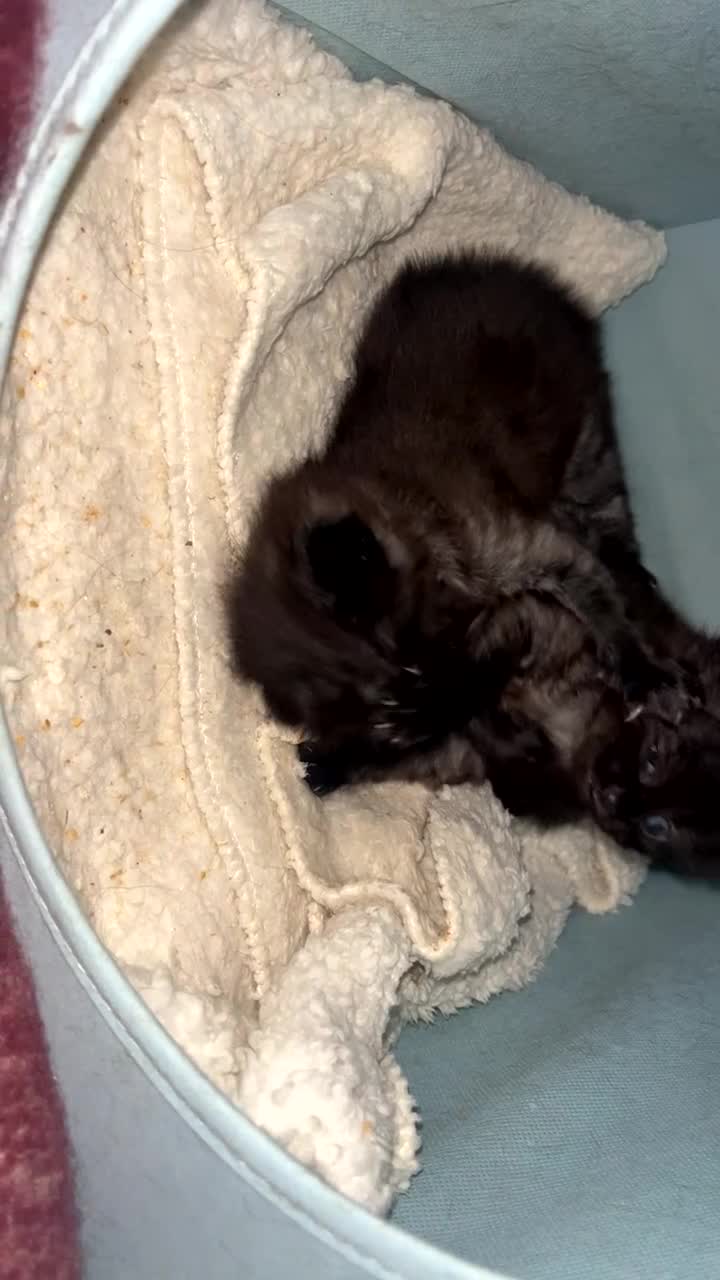 British Longhair cats for sale: 2 British longhair kittens in Southampton - Video 2