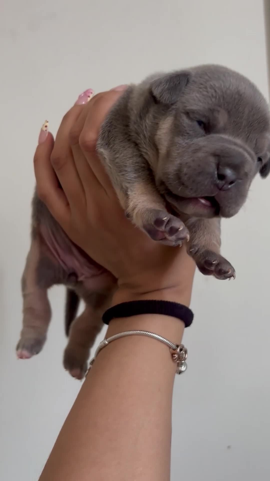 American Bully dogs for sale: Pocket bully puppies  - Video 4