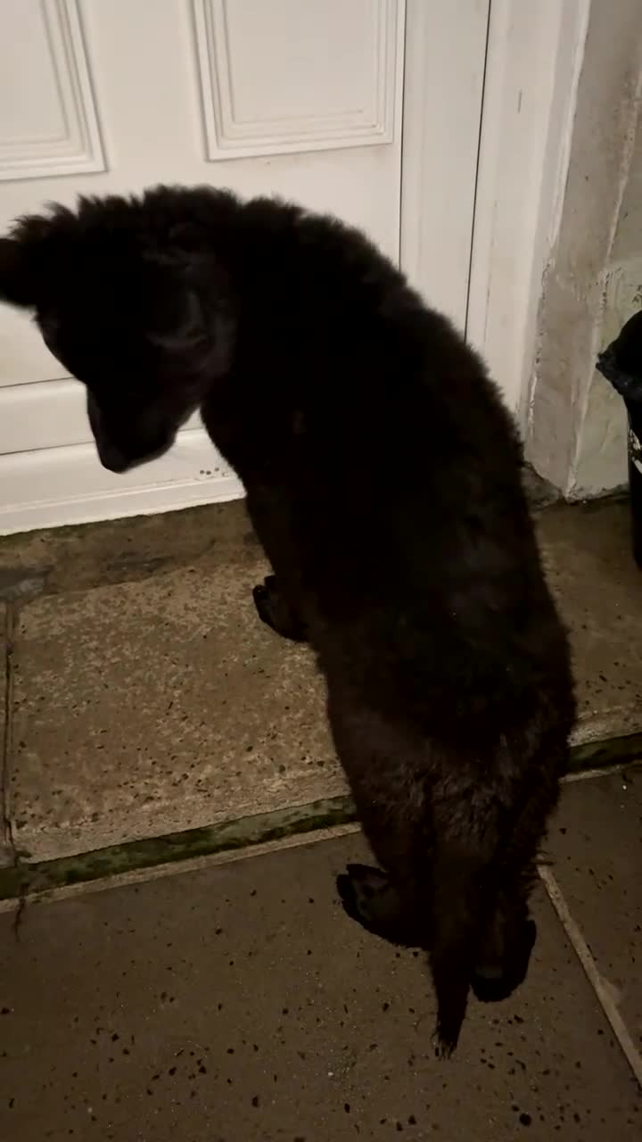 German Shepherd dogs for sale: 1 Purebred black GSD puppy - Video 1