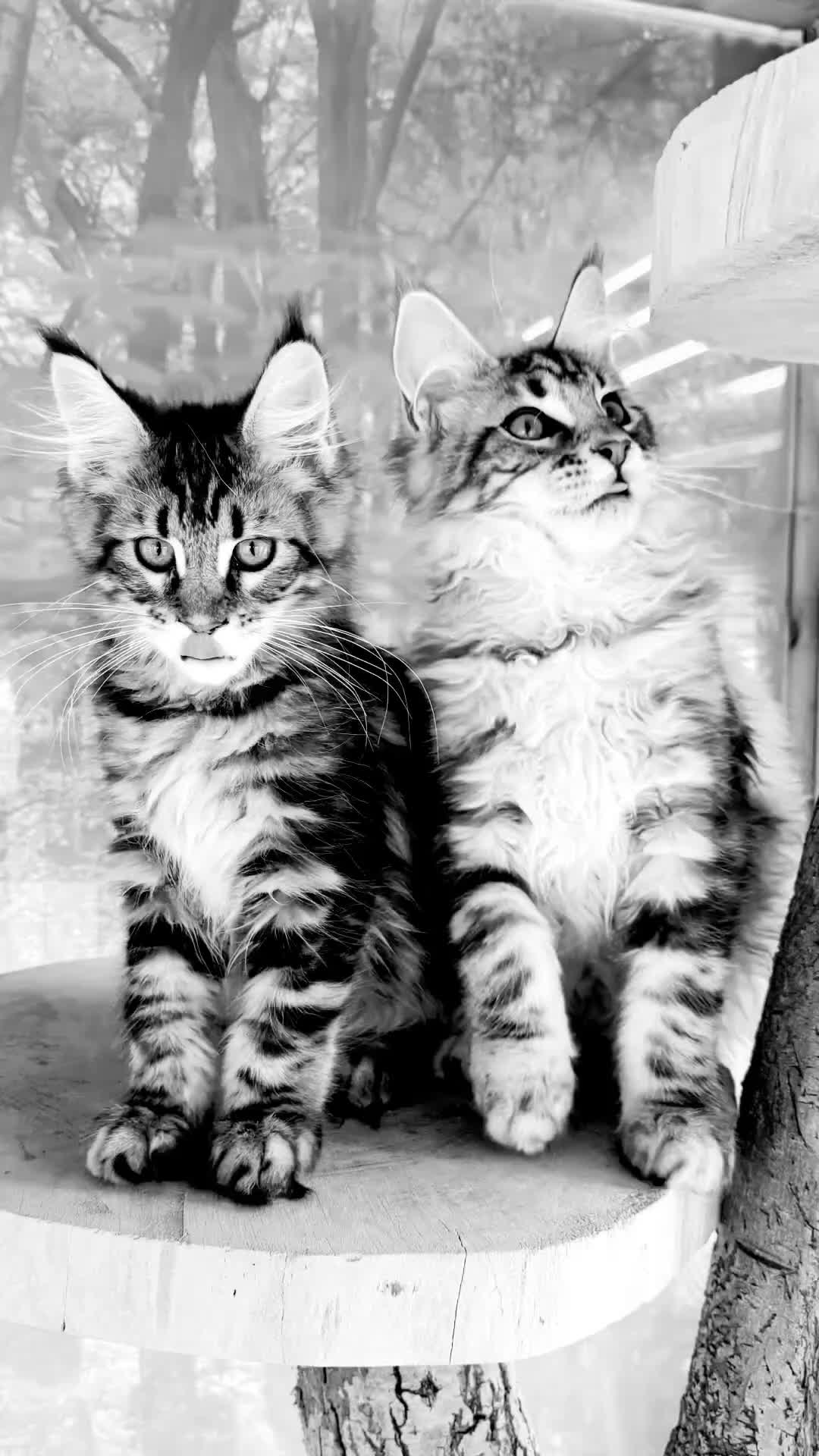 Maine Coon cats for sale: Top quality Maine coon kittens - Video 3