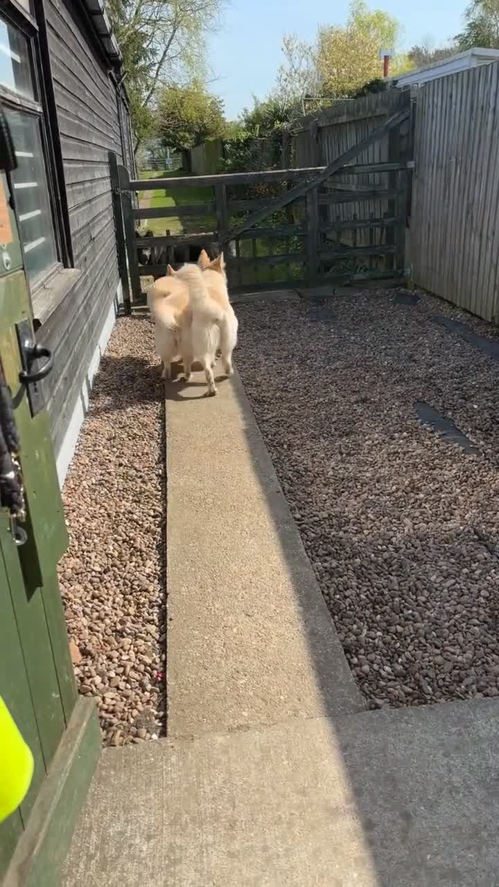 German Shepherd dogs for sale: Apricot/Cream GSD FEMALE  - Video 2