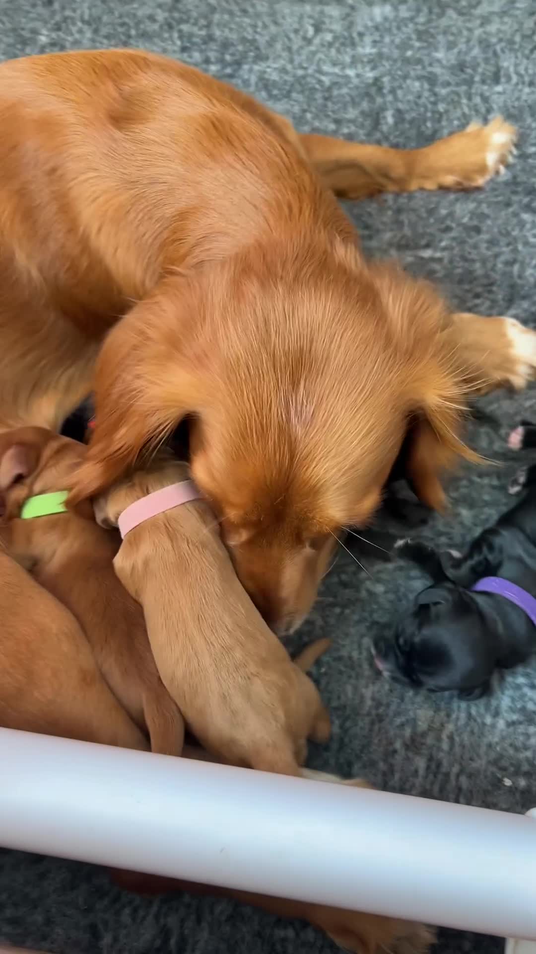 Cocker Spaniel dogs for sale: working cocker spaniel puppies - Video 1