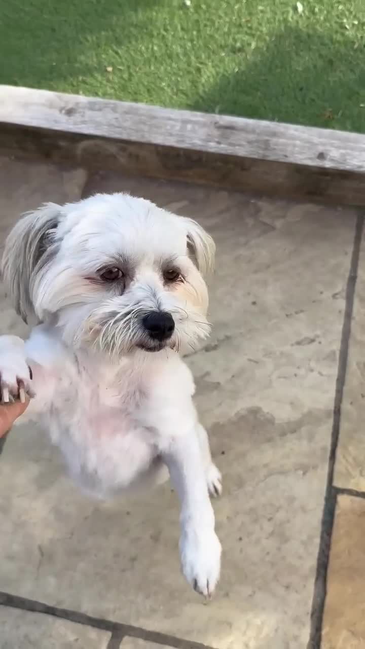 Mixed Breed dogs for adoption: Charming Chewy  - Video 1
