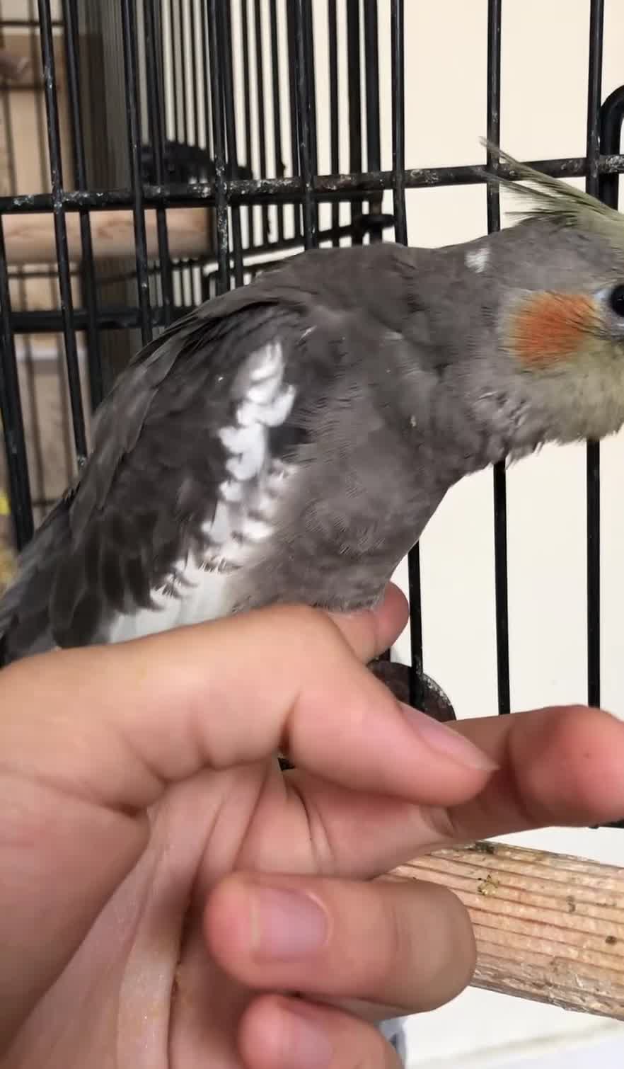 Cockatiels birds for sale:  Hand-reared super tame 8 week baby Cockatiel  - Video 1