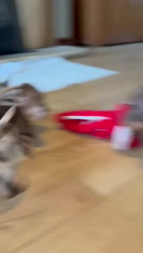 Miniature Dachshund dogs for sale: dachshund puppies - Video 3