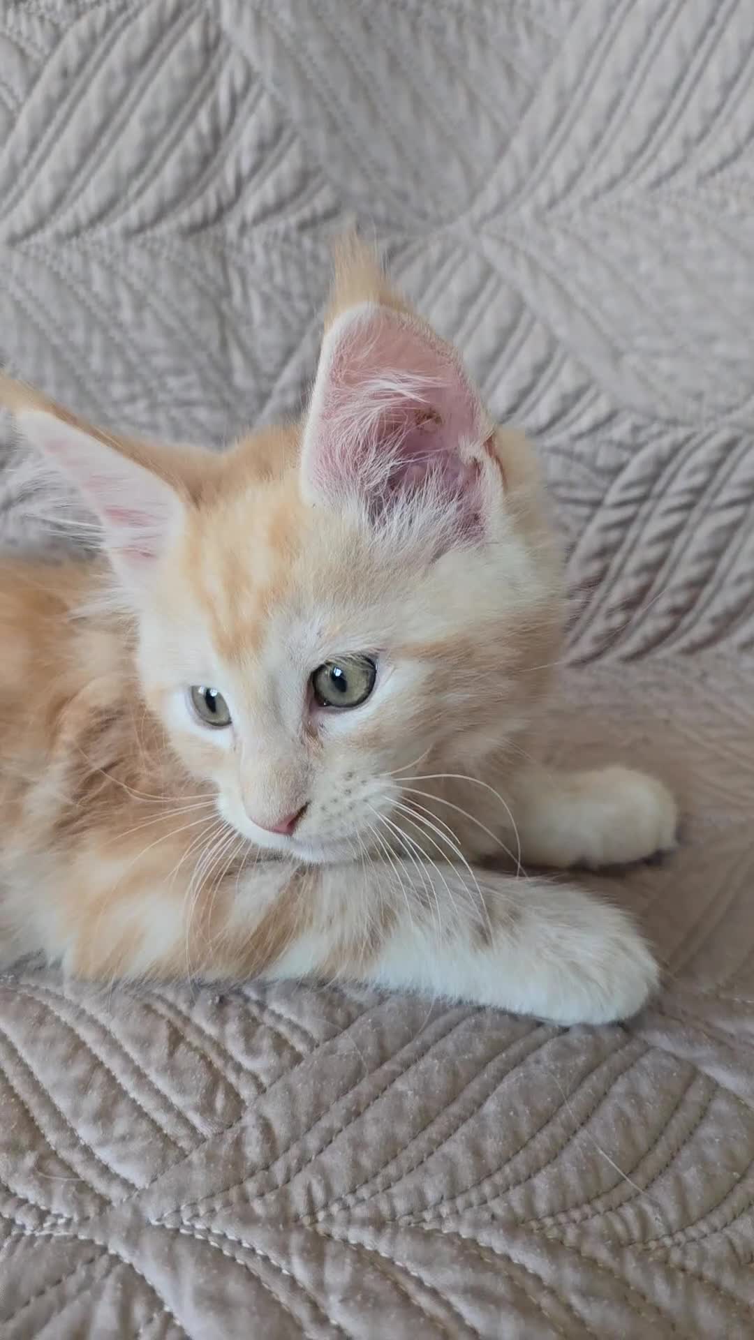 Maine Coon cats for sale: Beautiful Maine Coon kittens  - Video 1