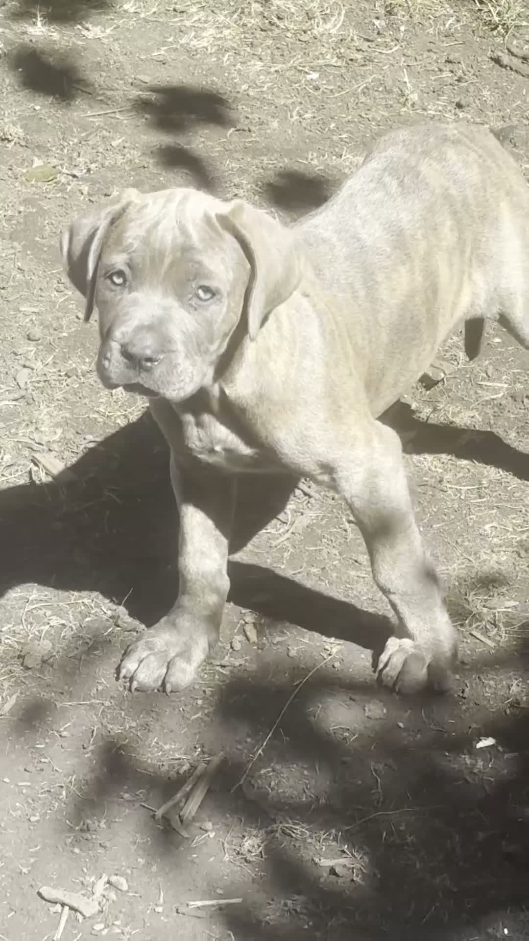 Mixed Breed dogs for sale: Styunning Cane Corso / Bullmasitff mix Puppies  - Video 1