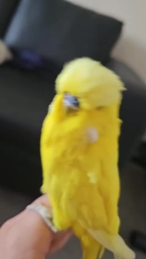 Cockatiels birds for sale: Tamed exhibation rare colour budgies - Video 3