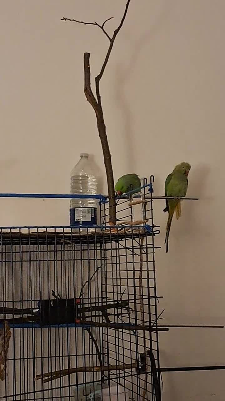 Ringnecks birds for sale: Ringneck pair (green) in Stoke-on-Trent - Video 1