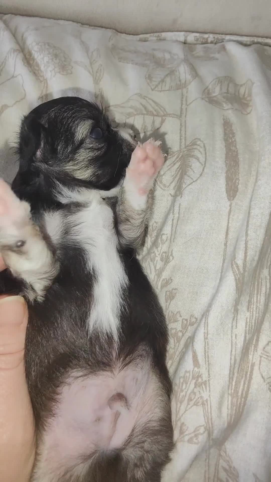 Chihuahua dogs for sale: 🌻Cute purebred chihuahua puppies🌻 - Video 2