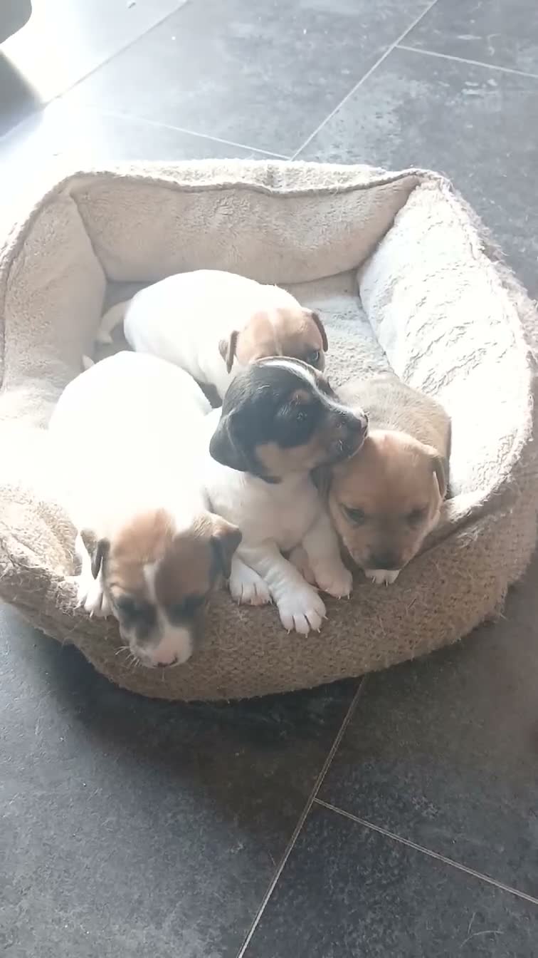 Jack Russell dogs for sale: Jack Russell Puppies for sale - Video 1