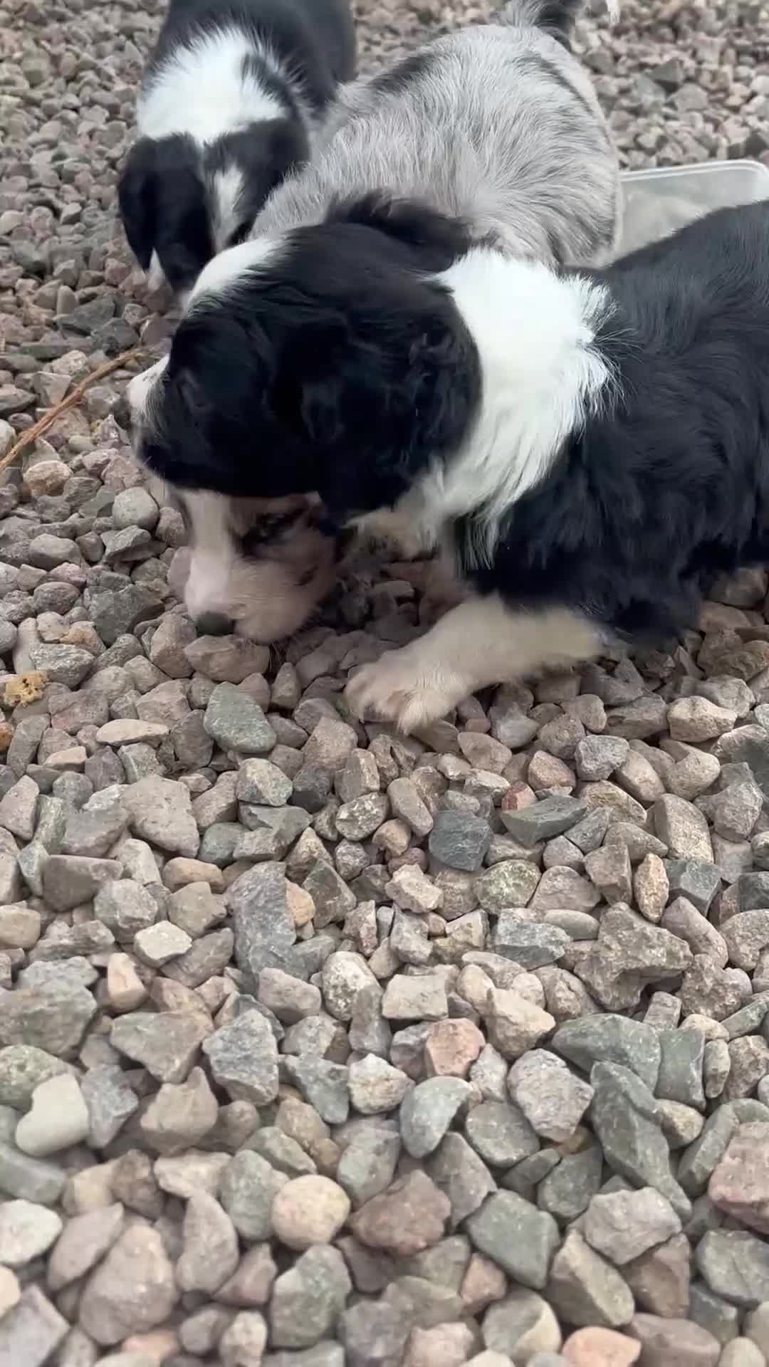 Mixed Breed dogs for sale: Black and White Sprollies 🤍🖤 - Video 1