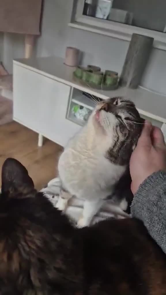 Mixed Breed cats for adoption: Mercury for adoption in Waterlooville - Video 1