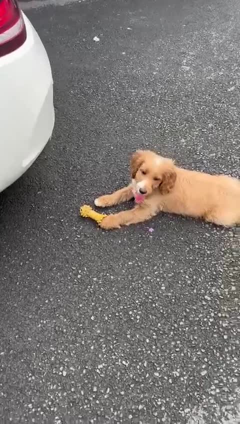 Cockapoo dogs for sale:  *REDUCED LAST BOY. F1 Beautiful Cockapoo Puppies  - Video 2