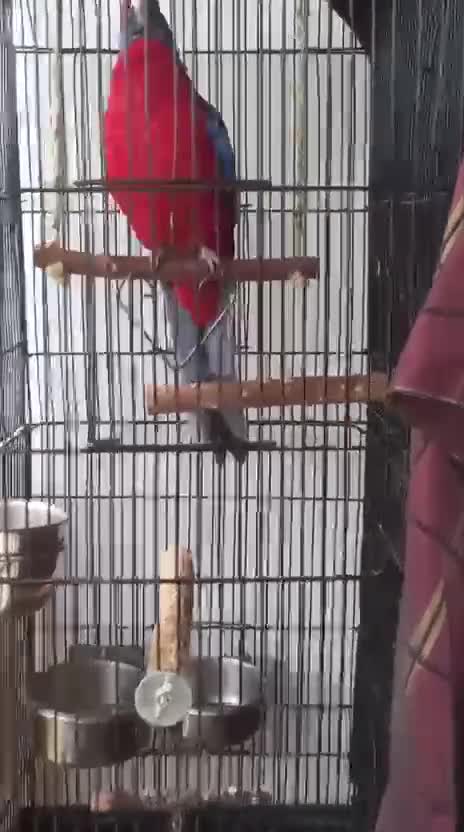 Parrots birds for sale: Crimson rosella  in Birmingham - Video 1