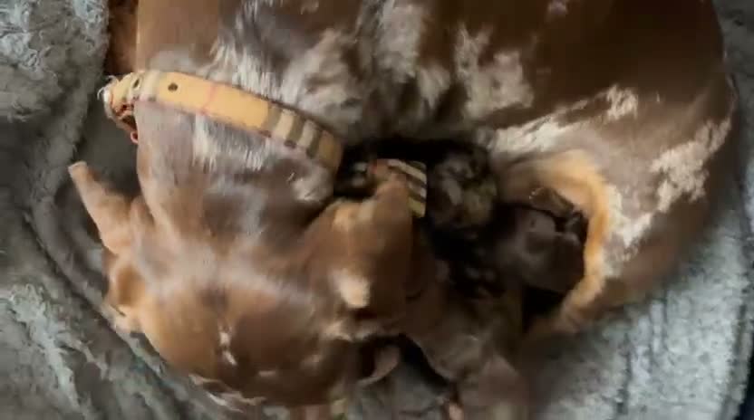 Miniature Dachshund dogs for stud: Sully, KC reg, Proven, IVDD Screened - Video 1