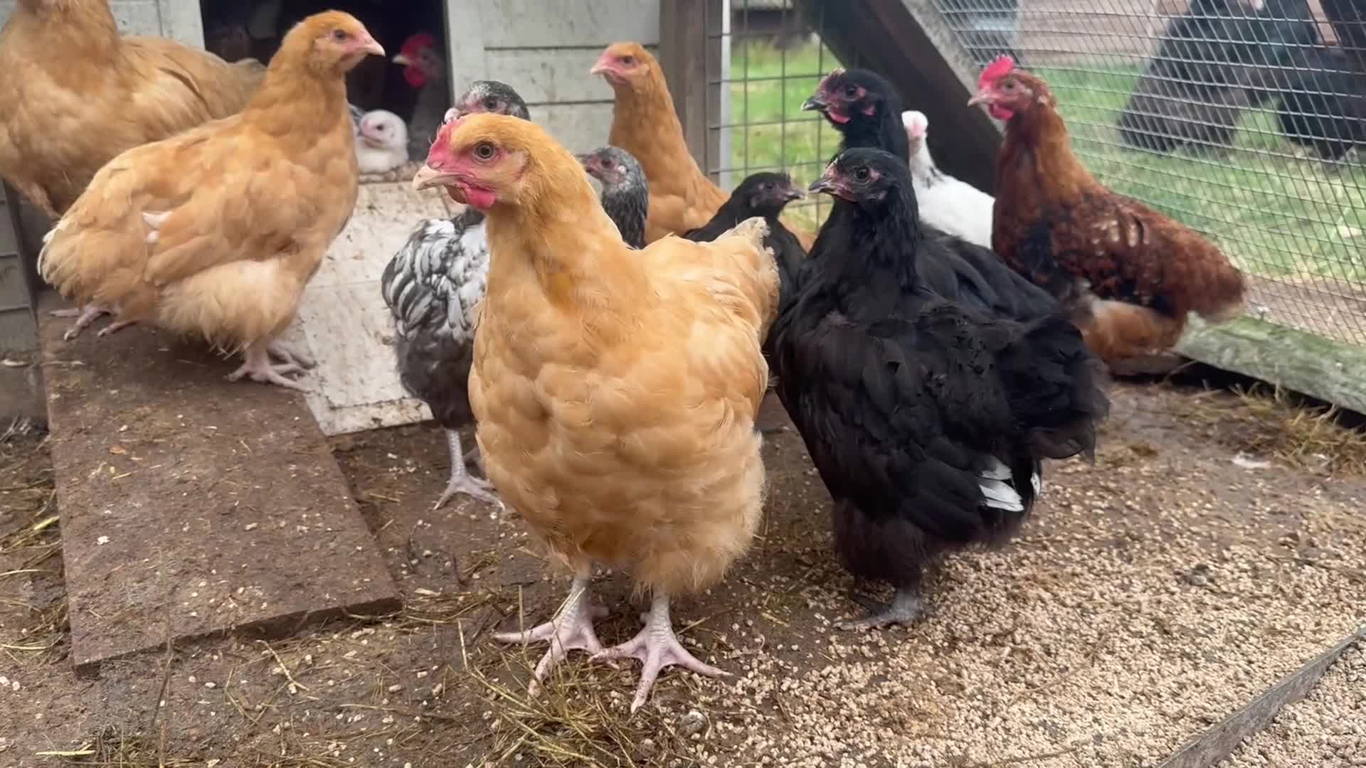 Chickens poultry for sale: Trio of Orpington’s Black or buff  - Video 1
