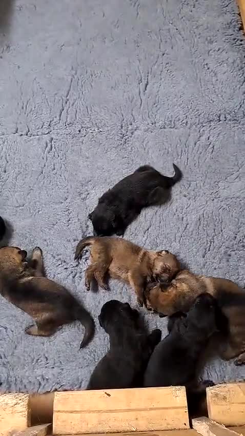 German Shepherd dogs for sale: DDR CZECH GERMAN 🇨🇿 straight back working GSD - Video 3