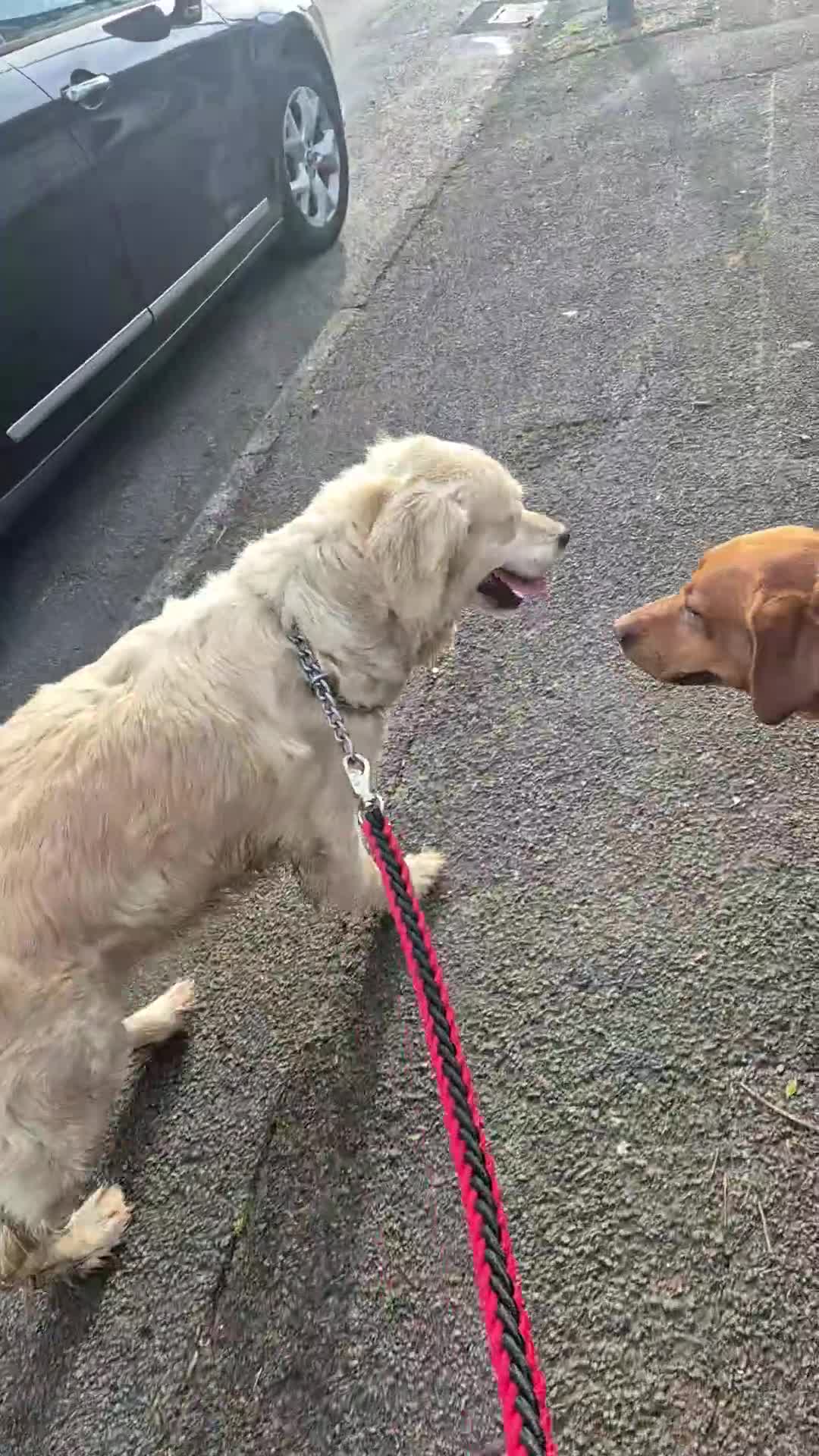 Golden Retriever dogs for sale: KC Top pedigree health tested female - Video 3