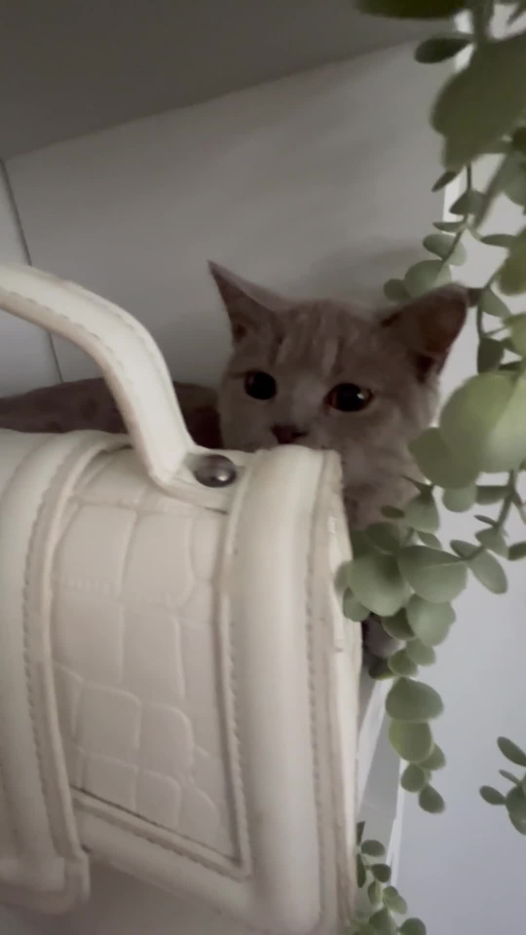 Brazilian Shorthair cats for sale: British shorthair  - Video 1
