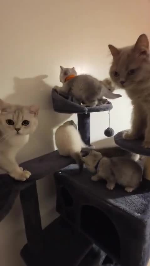 British Shorthair cats for sale: 5 Beautiful British Short hair kittens - Video 1