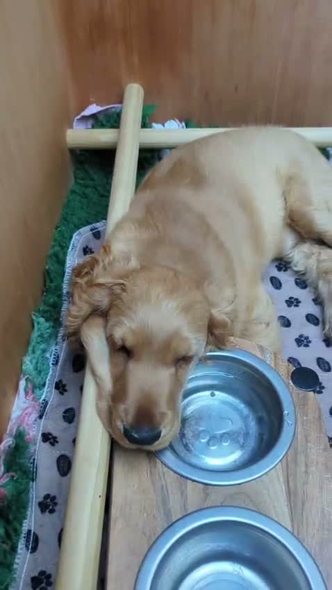 Cocker Spaniel dogs for sale: Three Amigos-3 very special cocker spaniel puppies in Otley - Video 3