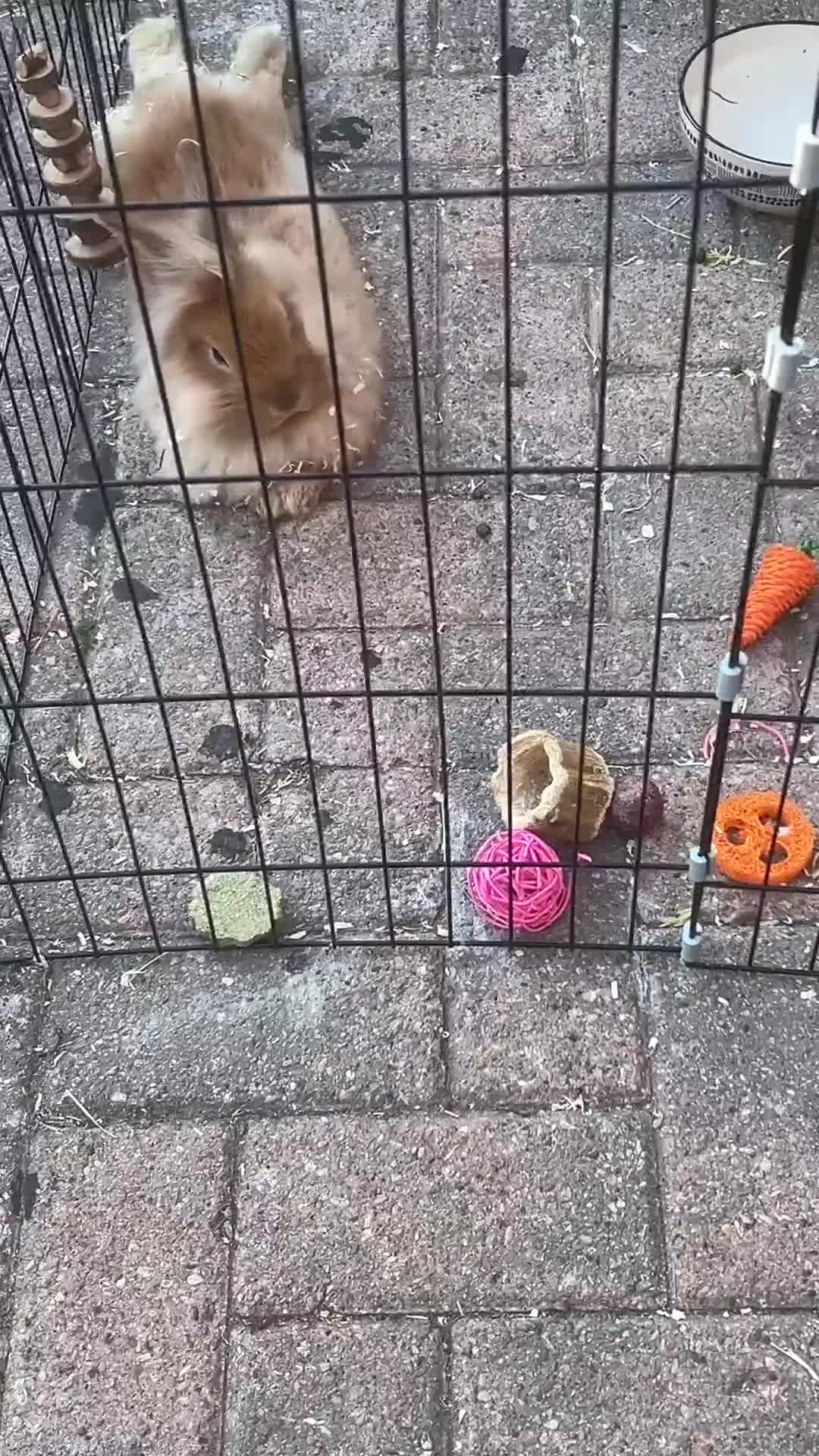Mixed Breed rabbits for sale: Lop/cross lion head bunnies 2 for £30 - Video 4
