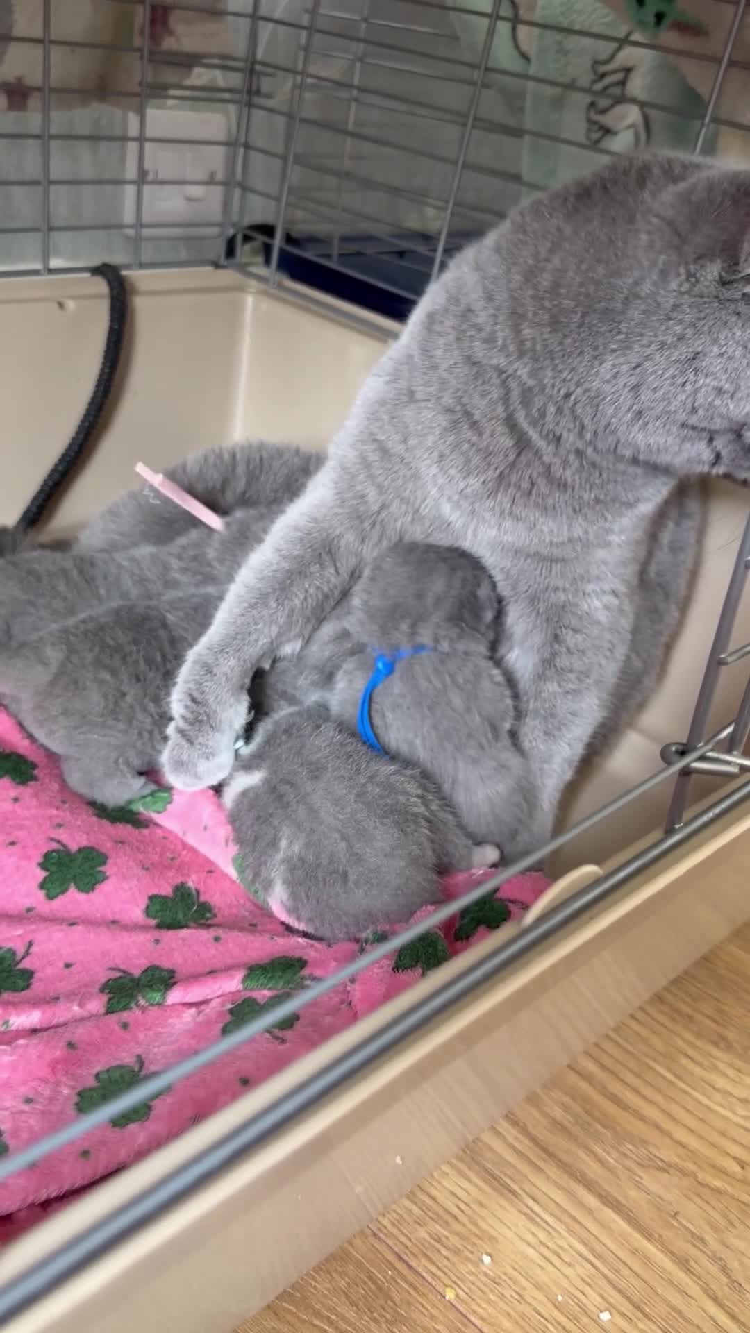 British Shorthair cats for sale: BLUE BRITISH SHORTHAIR QUEEN KITTENS  - Video 1