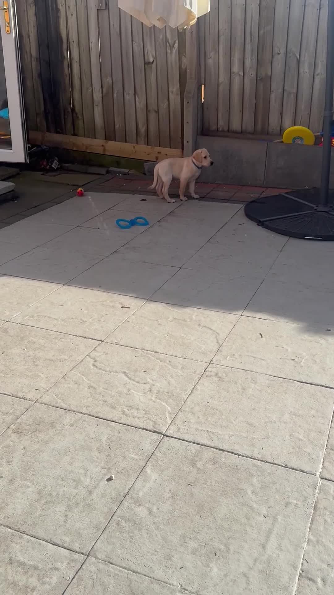 Goldador dogs for sale: GOLDEN LAB RETRIEVER in Birmingham - Video 2
