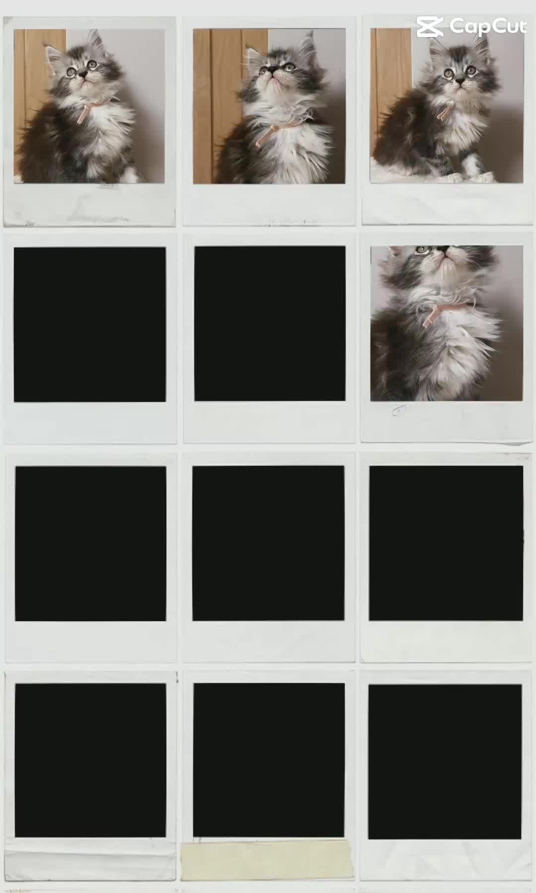 Maine Coon cats for stud: TICA champion and ICWW Maine Coon stud available  in Brighouse - Video 2