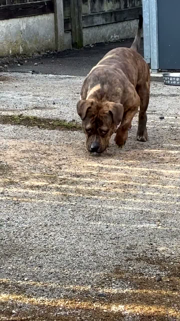 American Bully dogs for sale: Pocket bully girl rehoming for free  in Mansfield - Video 1