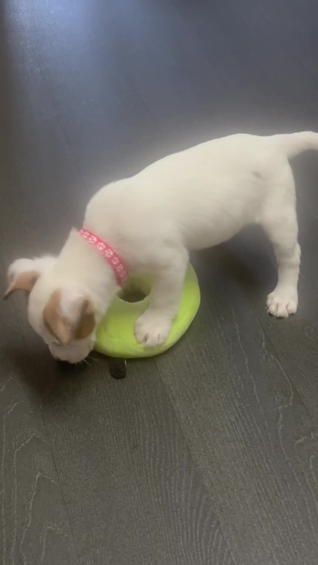 Jack Russell dogs for sale: Jack Russel Molly  - Video 1