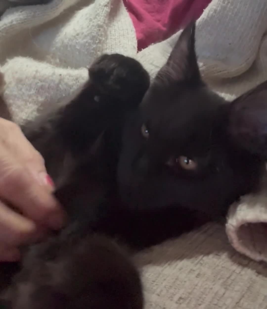 Maine Coon cats for sale: TICA MAINE COON BOY - £800.   - Video 2